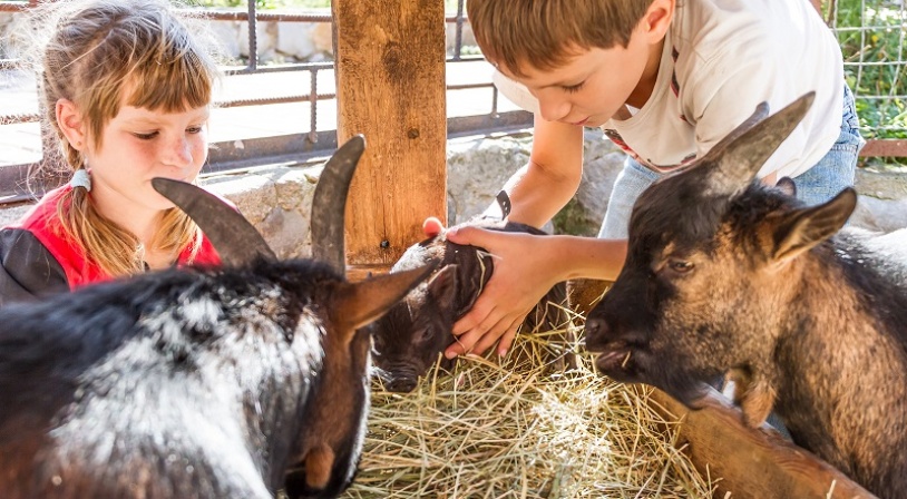 animaux de la ferme.